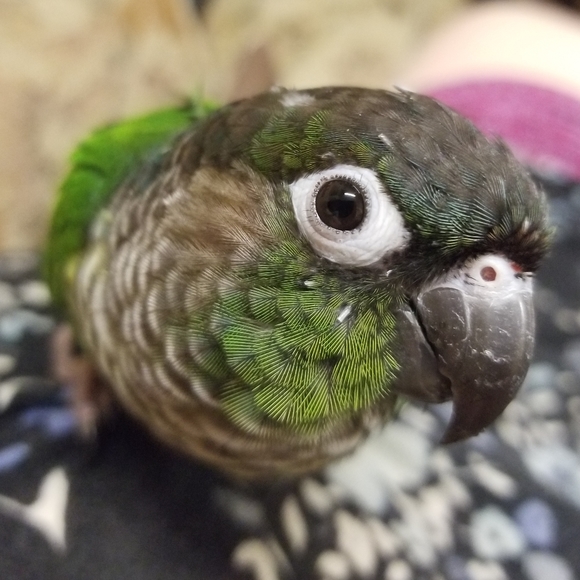 Meet your Posher, Angelina (Gigi🦁) - Picture 7 of 7